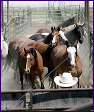 Horses to slaughter