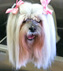 Holly's Blog